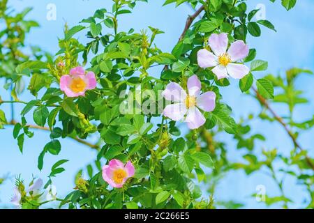 Rosa Blumen der Kletterrose - Rosa Multiflora Stockfoto