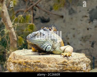 Eine große Erwachsene leguan mit verschiedenen Schattierungen von Grün und Blau sowie ein wenig Gelb liegt auf einem Felsen, das rechte Bein hinter, das Wappen auf der Stockfoto