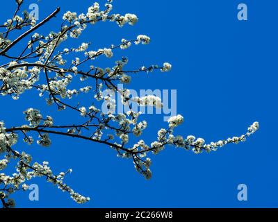 Hübsche weiße Schlehdornblumen auf Ästen vor einem klaren blauen Himmel Hintergrund Stockfoto