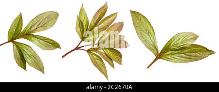 Junges Blatt pfingstrose Bush. Auf weiß isoliert. Einstellen Stockfoto