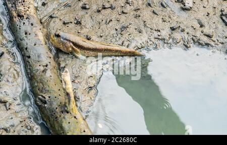 Blaupunktrochen schlammspringer (Boleophthalmus boddarti) am Wattenmeer in der Nähe von alten toten Holz Stockfoto