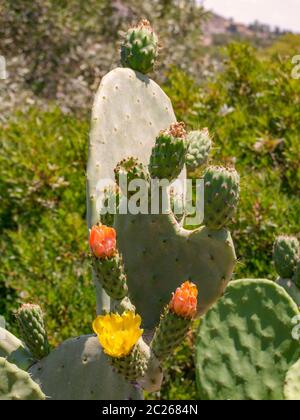 Sonnig beleuchteten blühen Opuntia Kakteen in Sizilien, Italien Stockfoto