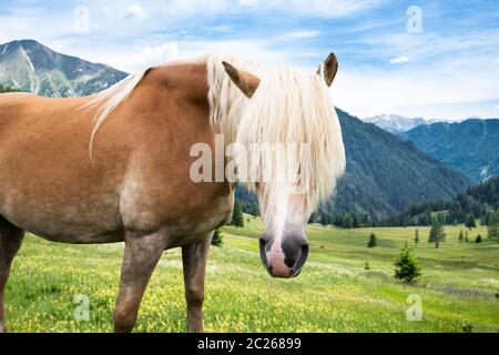 Pferd in Berge im Sommer an einem sonnigen Tag Stockfoto