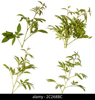 Grüne Triebe von Pfingstrose Blüten. Auf weiß Isoliert Stockfoto