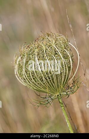 Obststand der wilden Karotte Daucus carota Stockfoto