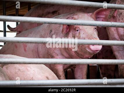 Die Schweine in den LKW-Transport vom Bauernhof bis auf den Schlachthof. Fleischindustrie. Viehbestand. Tier Fleischmarkt. Tiere rechte Konzept. Schwein Leiden und Grausamkeit d Stockfoto