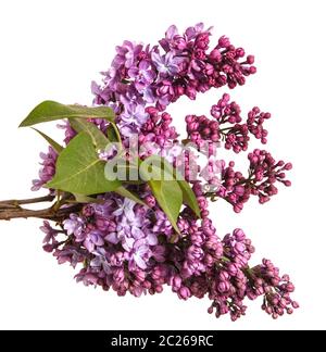 Blühender flieder blumen. Auf weiß Isoliert Stockfoto