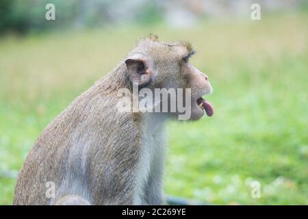 Porträt des Affen mit hervorrachender Zunge, Thailand. Makake mit braunem Fell in der Nähe von grünem Grasfeld. Seitenansicht des Affen. Äffchen Ohr. Stockfoto