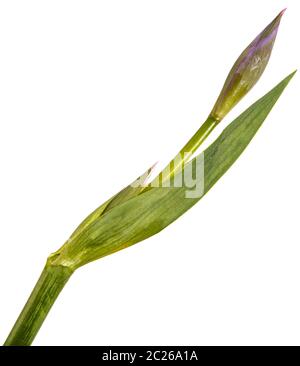 Unblown Knospen von Iris Blumen. Auf weiß Isoliert Stockfoto