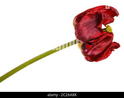 Verblasste Knospen von roten Tulpen. Auf weiß Isoliert Stockfoto