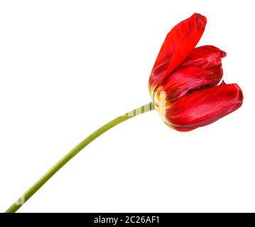 Verblasste Knospen von roten Tulpen. Auf weiß Isoliert Stockfoto