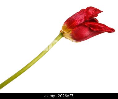 Verblasste Knospen von roten Tulpen. Auf weiß Isoliert Stockfoto