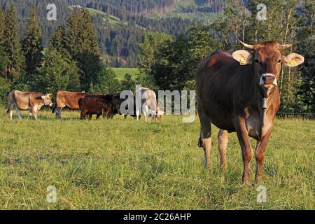 Eine Herde brauner Rinder mit Hörnern auf einer Wiese in Bayern Stockfoto