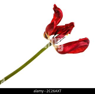 Verblasste Knospen von roten Tulpen. Auf weiß Isoliert Stockfoto