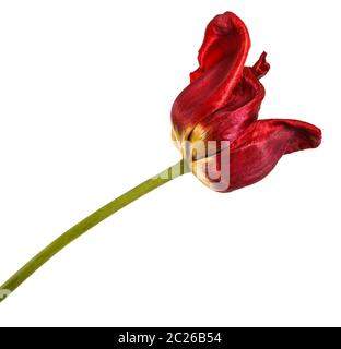 Verblasste Knospen von roten Tulpen. Auf weiß Isoliert Stockfoto