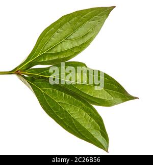 Grüne Triebe von Pfingstrose Blüten. Auf weiß Isoliert Stockfoto