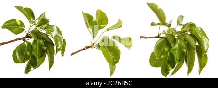 Niederlassung von Pear Tree mit jungen grünen Blättern. Auf weiß isoliert. Einstellen Stockfoto
