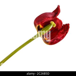 Verblasste Knospen von roten Tulpen. Auf weiß Isoliert Stockfoto