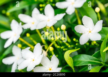Close up Gerdenia Crape Jasmin (Gardenia jasminoides), weiße Blumen und grüne Blätter Stockfoto