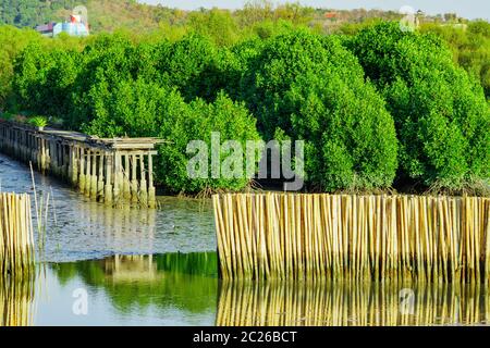 Wave Schutzzaun aus trockenen Bambusse im Mangrovenwald in der Küste Erosion zu vermeiden. Stockfoto