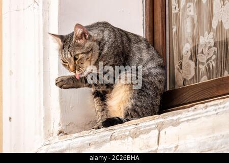 Eine süße Katze draußen am Fenster Stockfoto