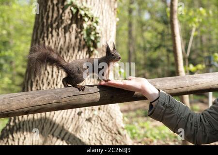Frau Fütterung ein Eichhörnchen mit ihrer Hand. Stockfoto