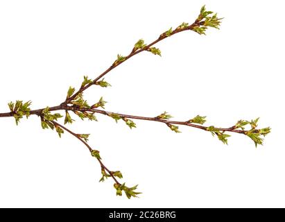 Geschwollene grüne Knospen an einem Zweig von Herry Baum Stockfoto