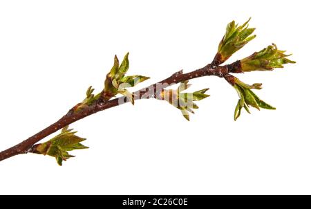 Geschwollene grüne Knospen an einem Zweig von Herry Baum Stockfoto