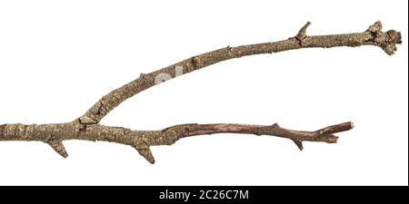 Trockene Zweige mit rissiger dunkler Rinde. Isoliert auf Weiß Stockfoto