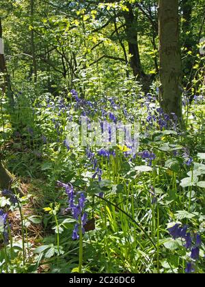 englische Bluebells in hellen sonnendurchfluteten Wäldern umgeben von Waldbäumen Stockfoto