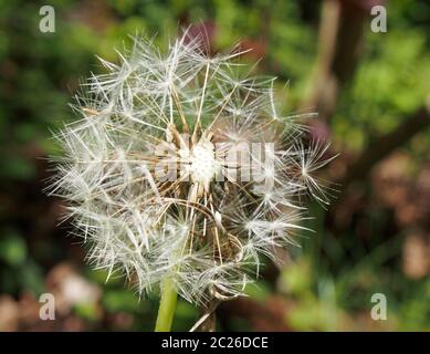 Löwenzahn-Uhr in Nahaufnahme mit Samen, die sich von der Blume trennen, vor einem leuchtend grünen Hintergrund Stockfoto