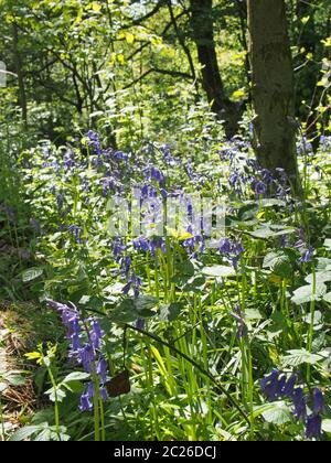 englische Bluebells in hellen sonnendurchfluteten Wäldern umgeben von Waldbäumen Stockfoto