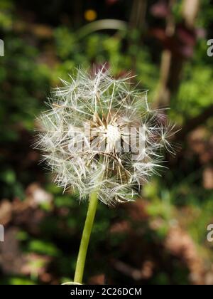 Löwenzahn-Uhr in Nahaufnahme mit Samen, die sich von der Blume trennen, vor einem leuchtend grünen Hintergrund Stockfoto