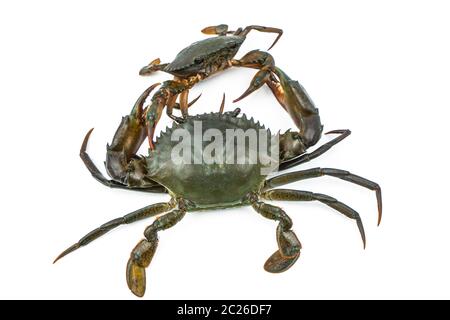 Scylla serrata. Große Krabbe Verwenden Sie die Klaue, um kleine Krabbe isoliert auf weißem Hintergrund zu bekämpfen. Rohstoffe für Meeresfrüchte-Restaurants Konzept. Stockfoto