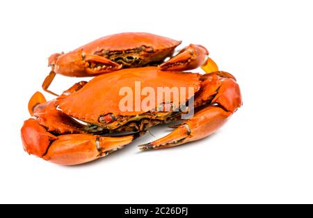 Scylla serrata. Zwei gedünstete Krabben isoliert auf weißem Hintergrund mit Kopierraum. Meeresfrüchte-Restaurants Konzept. Stockfoto