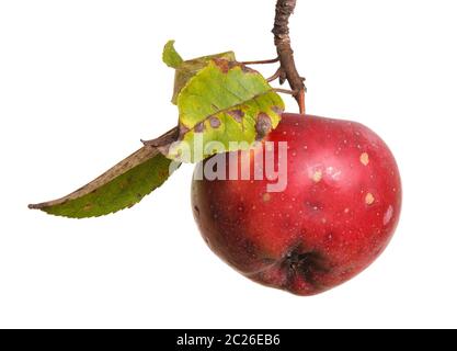 Reife Äpfel auf einem Zweig isoliert auf weiß Stockfoto