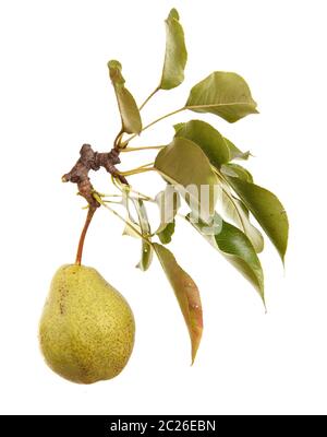 Reife Birnen auf einem Zweig mit Blättern. Isoliert auf weiß Stockfoto