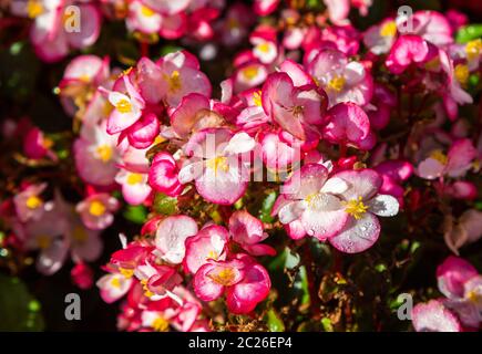 Begonie-Blumen Stockfoto