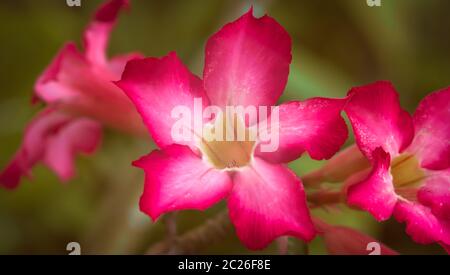 In der Nähe von Rosa Adeniums Blumen mit unscharfen Hintergrund Stockfoto