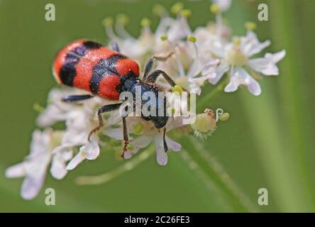 Macro Beetle Trichodes apiarius Stockfoto