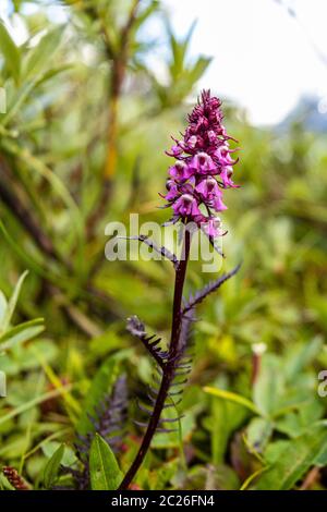 Blumen des Lake Bow im Banff National Park Stockfoto