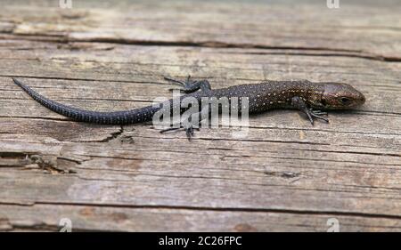 Junge Mooreidechse Zootoca vivipara aus den Wasenmoos bei Mittersill Stockfoto