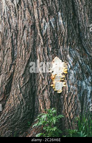 Der Stamm des riesigen Baumes und der zerschnittener Fruchtkörper des Pilzes, der schwefelgelbe Zunder Pilz darauf Stockfoto