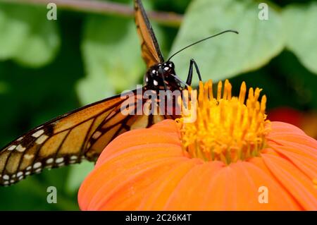 Ein Monarchschmetterling ruht auf einer Blume, die im Sommer im Garten gefunden wird. Stockfoto