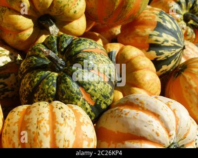 Marktstand mit frisch geernteten dekorativen Kürbissen 3 Stockfoto