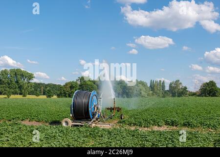Bewässerung Schlauchtrommel, landwirtschaftliche Reise Irrigator oder Schlauch Reel Bewässerung Sprinkler Maschine mit Wasser-Sprinkler auf landwirtschaftlichen Feld eingerichtet. Stockfoto