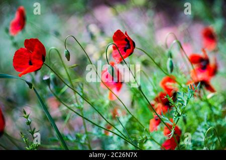 Leuchtend rote Mohnblumen Stockfoto