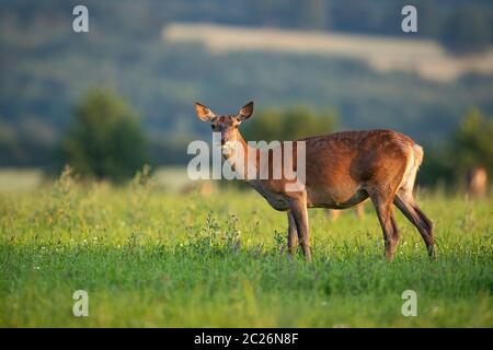 Red deer Hirschkuh mit warmem Licht an einem sommerlichen Abend Blick auf Kamera mit Copyspace. Weibliche wilde Säugetier Tier stehen auf der grünen Wiese mit selektiven Stockfoto