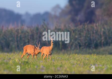 Säugetier Europäische Reh, Hyla arborea, männlich weiblich Schnüffeln auf der Wiese im Sommer. Paar Buck und doe stehend auf dem Heu Feld in t Stockfoto