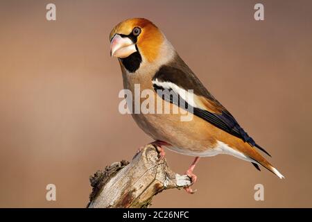 Seitenansicht der männlichen hawfinch coccothraustes coccothraustes, sitzen auf einem Zweig im Winter mit kopieren. Bunte Garten Vogel mit großen Schnabel auf der Suche t Stockfoto